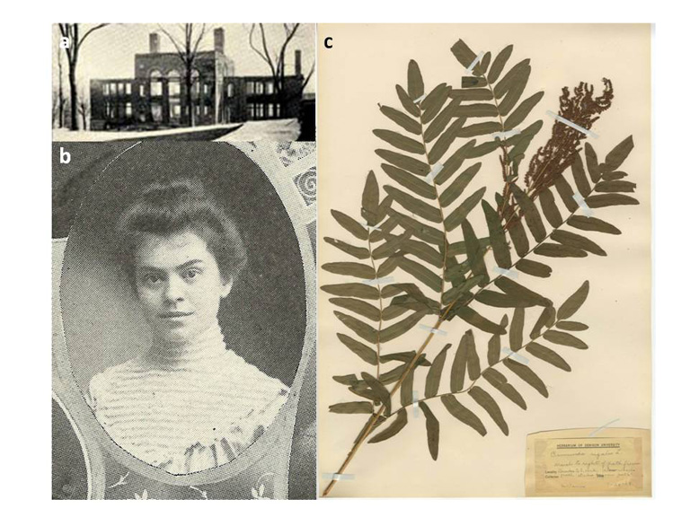 Denison University Herbarium Collection